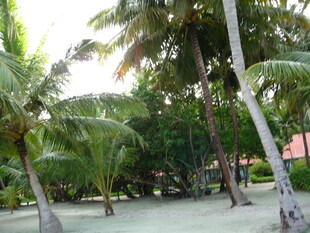 热带椰林风光美景