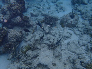 海底珊瑚礁景观