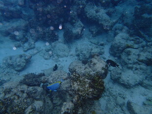 海底珊瑚礁景观