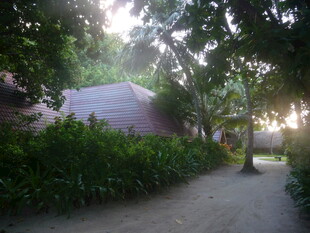 林间小道 阳光洒落静谧处