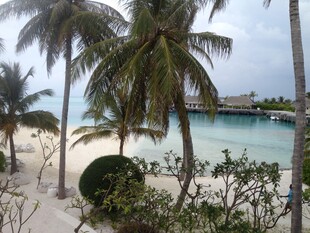 热带海滩椰树美景