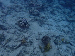 海底珊瑚与海洋生物景观