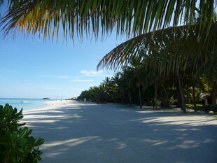 热带海滩风光 椰树白沙
