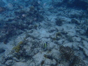 海底珊瑚礁与小鱼景象