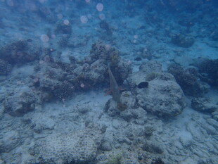 海底珊瑚礁景观