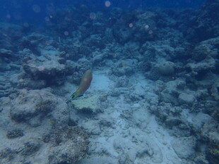 海底礁石旁的多彩小鱼