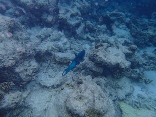 海底游动的蓝色小鱼