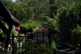 花园铁艺围栏与缤纷花卉