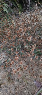 地面散落的多彩树叶