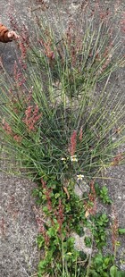 地面生长的多样绿色植物