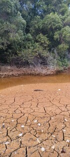 干裂土地旁的葱郁树林