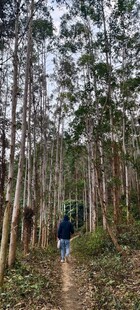 森林中徒步的两人