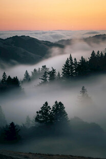 山间晨雾中的森林美景