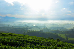 山间茶园晨光美景