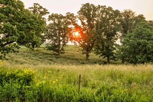 夕阳下的林间草地美景