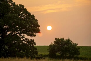 夕阳下的树木与开阔原野