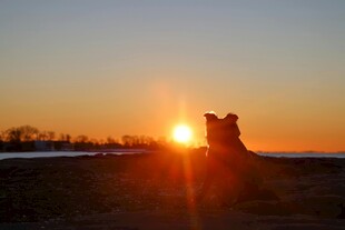 夕阳下的温馨亲子剪影