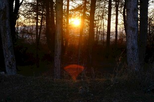 林间夕阳下的红色露营椅