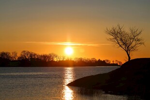 夕阳下河畔孤树美景