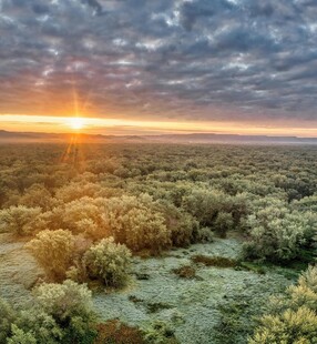 日出时分的广袤森林景观