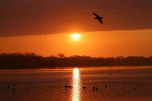 夕阳下飞鸟掠过平静湖面