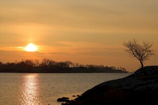 夕阳下的湖畔孤树美景