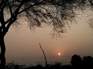 夕阳下的孤树美景