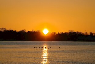夕阳下宁静湖面飞鸟景象