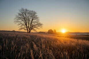 夕阳下的旷野孤树