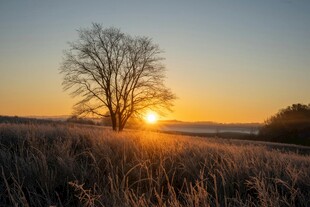 夕阳下的孤树与旷野