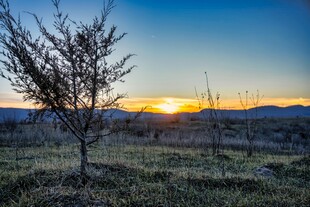 日落旷野孤树美景