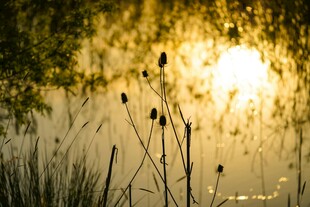 夕阳下的芦苇美景