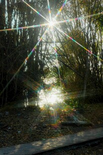 林间阳光洒落的静谧美景