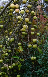 枝头挂满青苹果