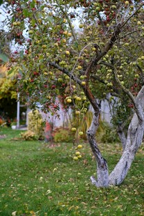 秋日庭院中弯曲的果树