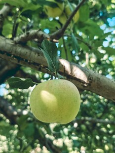 枝头青苹果