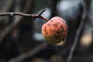 枝头挂着的斑驳果实