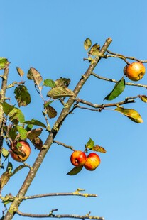枝头苹果映蓝天