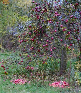 秋日苹果树下的丰收景象