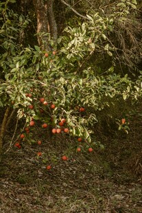林间红果挂枝头