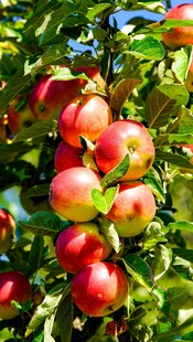 枝头累累红苹果