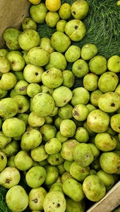 新鲜青皮番石榴堆成小山