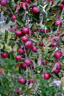 枝头硕果累累的红苹果