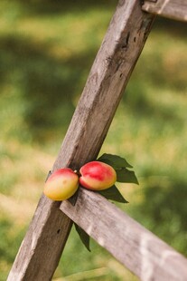 木梯上的鲜嫩桃子