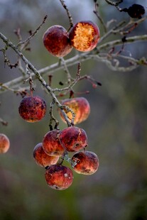 枝头腐坏的红色果实