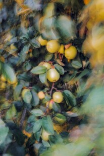 枝头黄果绿叶相映成趣