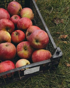 黑箱中色泽鲜艳的红苹果