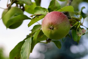 枝头青红相间的鲜嫩果实