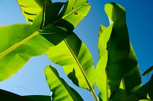 阳光下的翠绿芭蕉叶