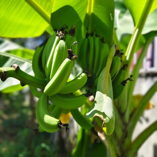 枝头挂着的青绿香蕉